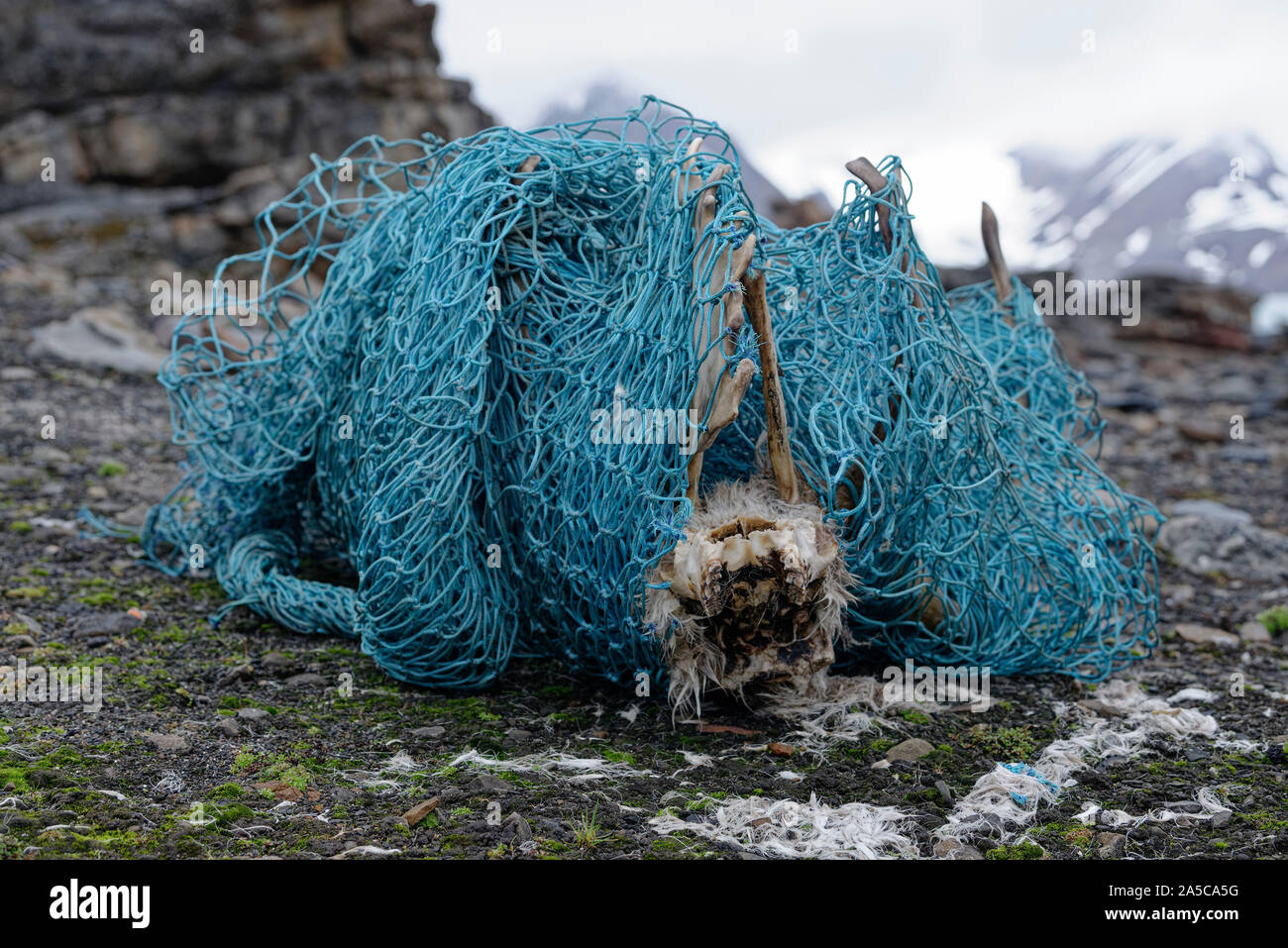 Schädel eines Svalbard Rentier (Rangifer tarandus platyrhynchus) in einem Netz. Das Tier wurde in das Netz verstrickt und dann starb. Hornsund, Svalbard Stockfoto