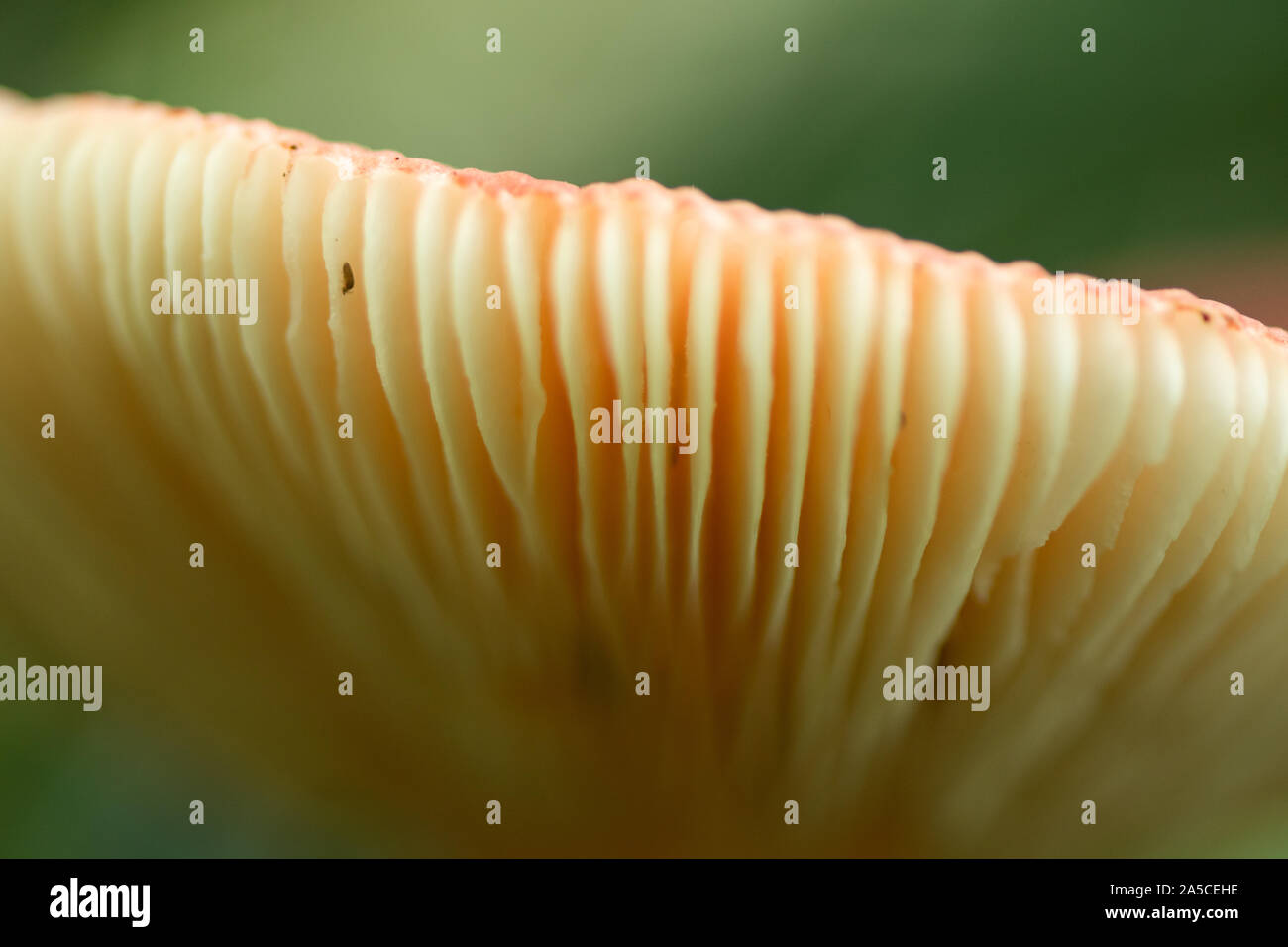 Dünn wie Papier Formationen in der Unterseite der Pilz Stockfoto