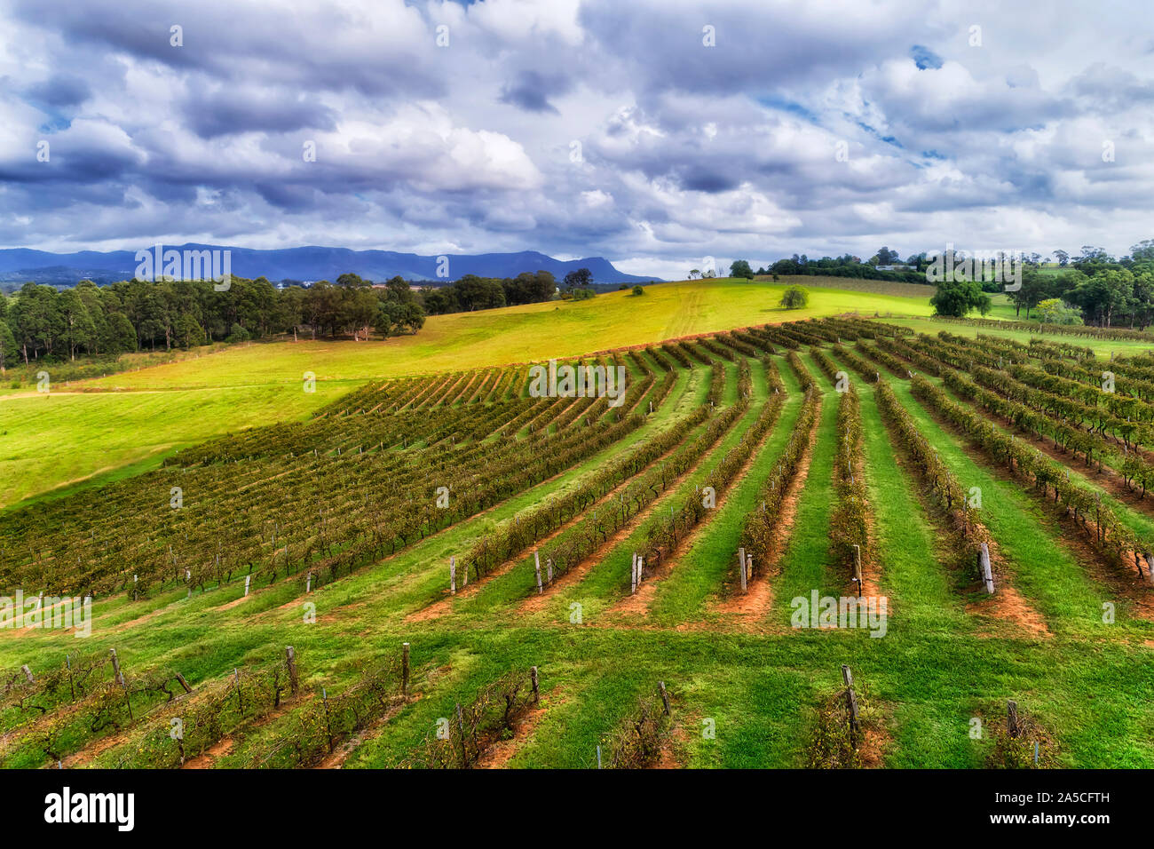 Kultiviert hill Seiten in der Australischen Hunter Valley Weinregion mit Linien der Weinberge pflanzen bei bewölktem Himmel in erhöhten Luftaufnahme. Stockfoto
