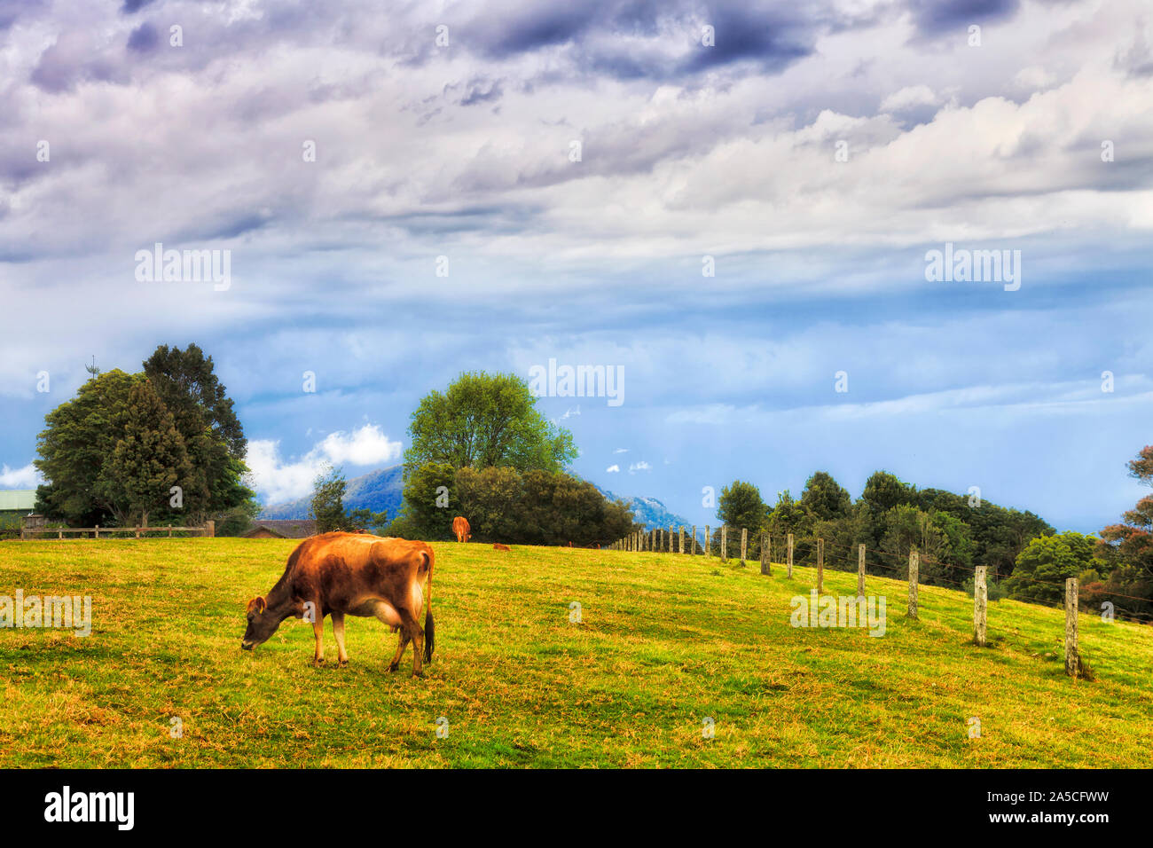 Tagebuch Farm und Milchkühe hoch in Dorrigo Berge auf einer Hochebene bei bewölktem Himmel Fütterung auf grünem Gras Weide. Stockfoto