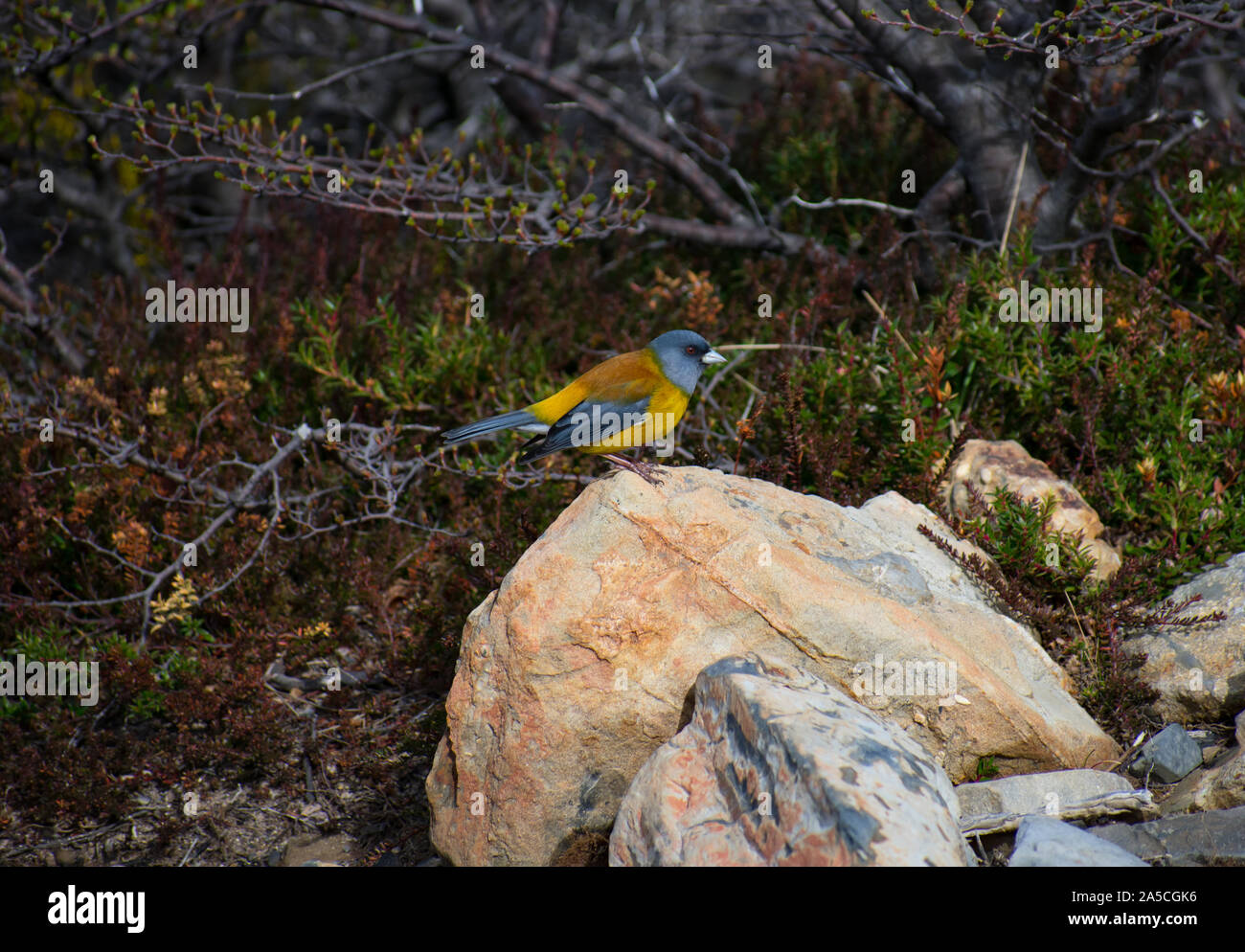 Torres del Paine Nationalpark, Chile Stockfoto