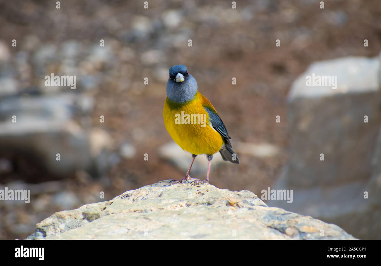 Graues Kapuzensweatshirt sierra Finch im Torres del Paine Nationalpark, Patagonien Chile Stockfoto