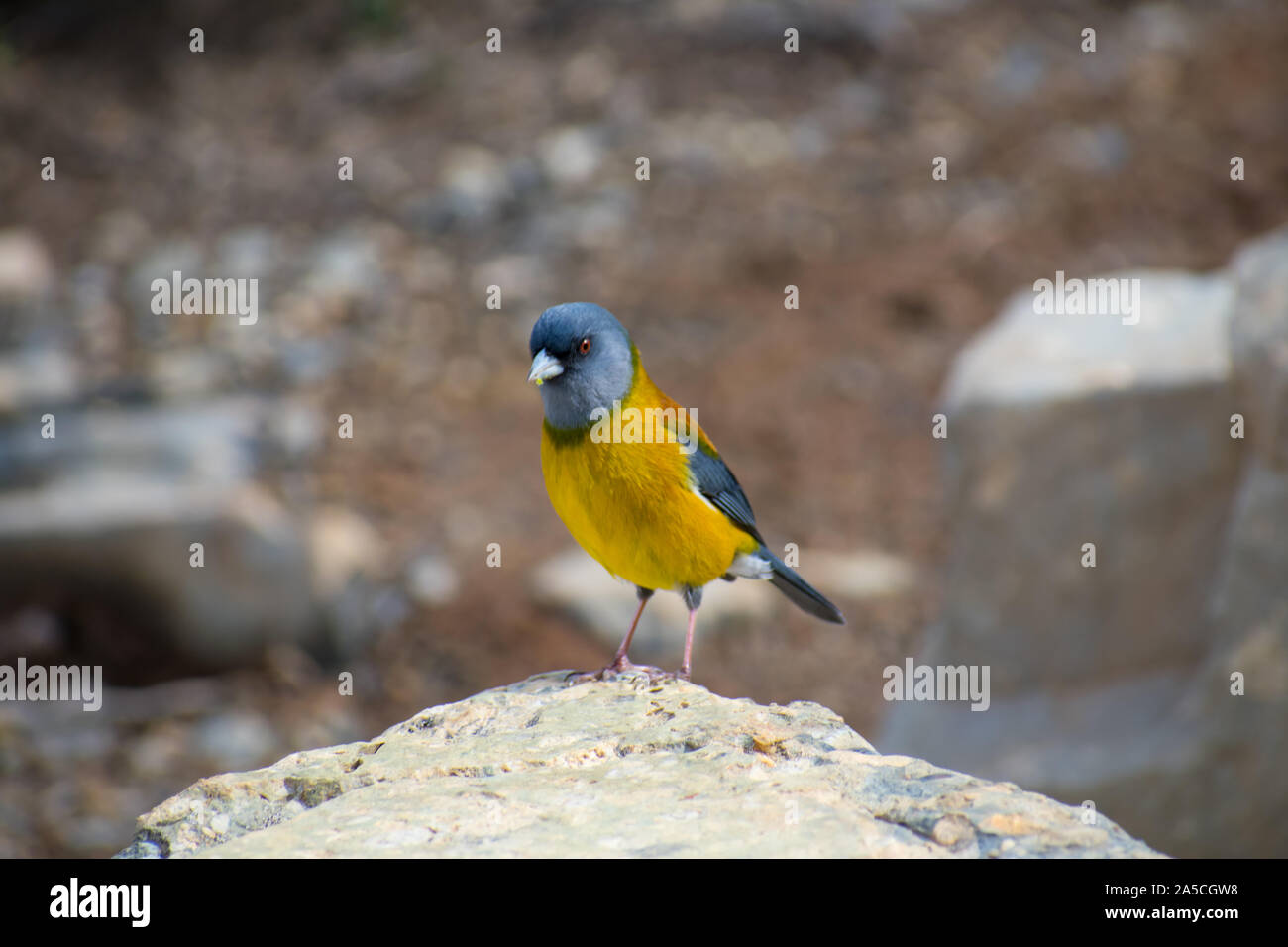 Graues Kapuzensweatshirt sierra Finch im Torres del Paine Nationalpark, Patagonien Chile Stockfoto