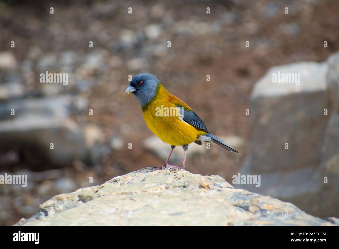Graues Kapuzensweatshirt sierra Finch im Torres del Paine Nationalpark, Patagonien Chile Stockfoto