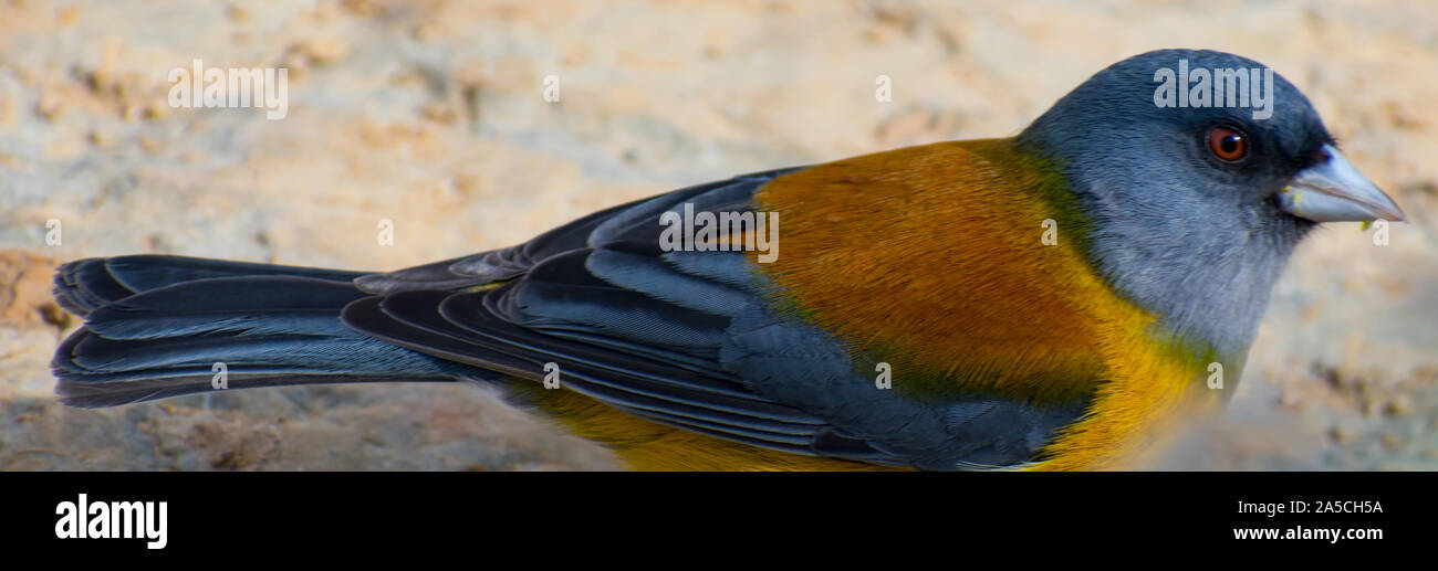 Graues Kapuzensweatshirt sierra Finch im Torres del Paine Nationalpark, Patagonien Chile Stockfoto