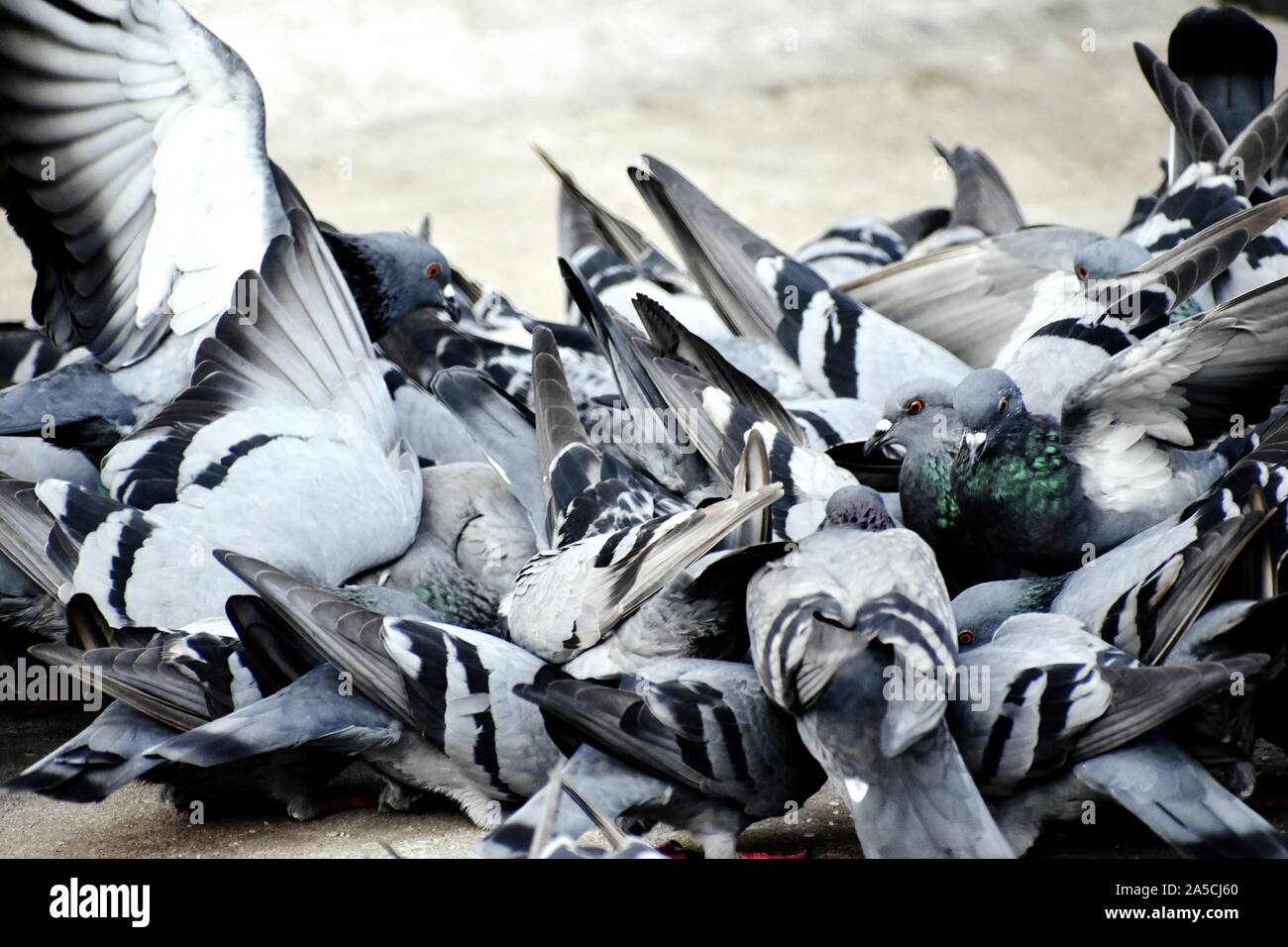 Eine Gruppe von Tauben in meinen Boden Stockfoto