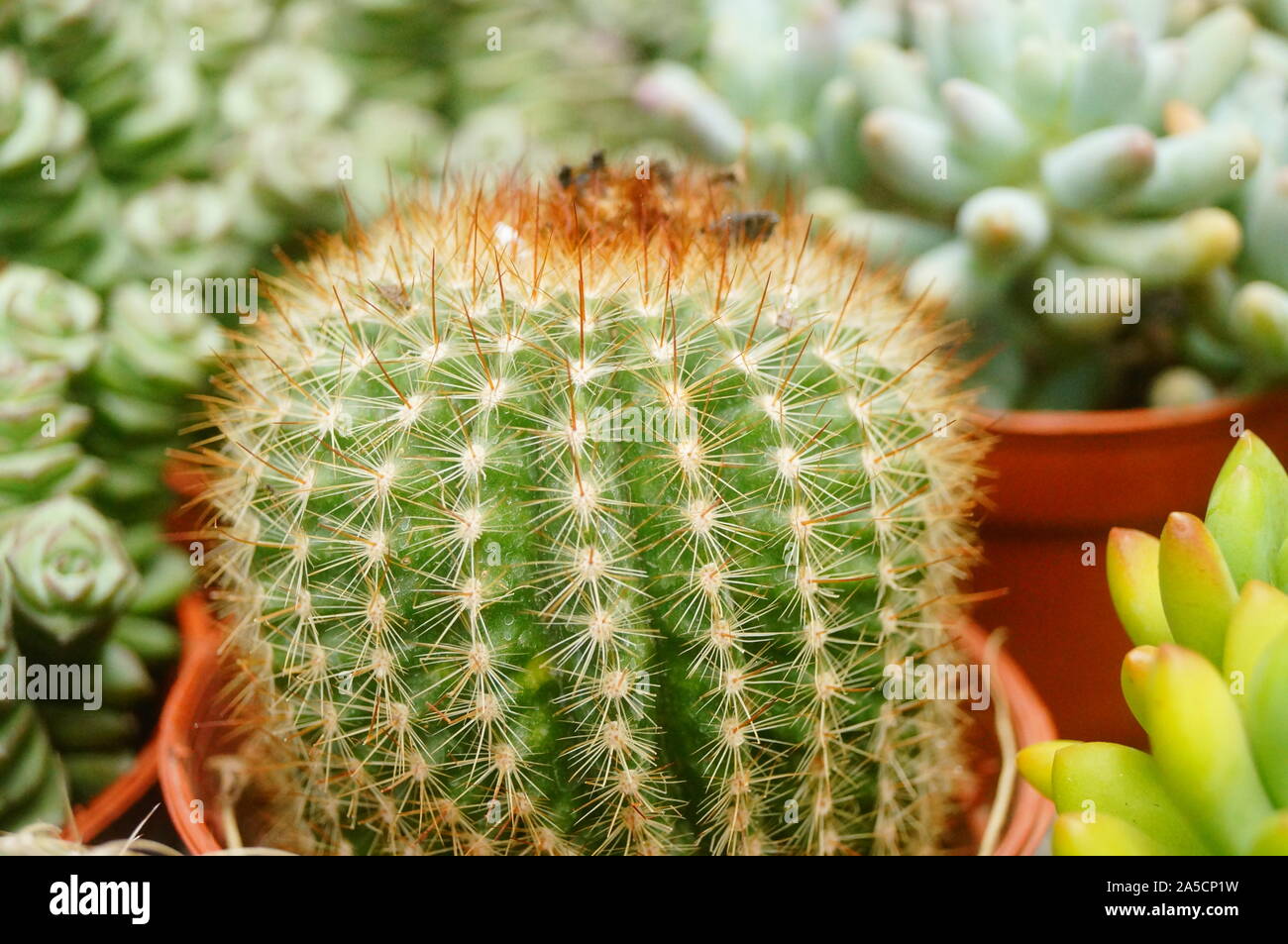 Kaktus Pflanze Bonsai Stockfotografie - Alamy