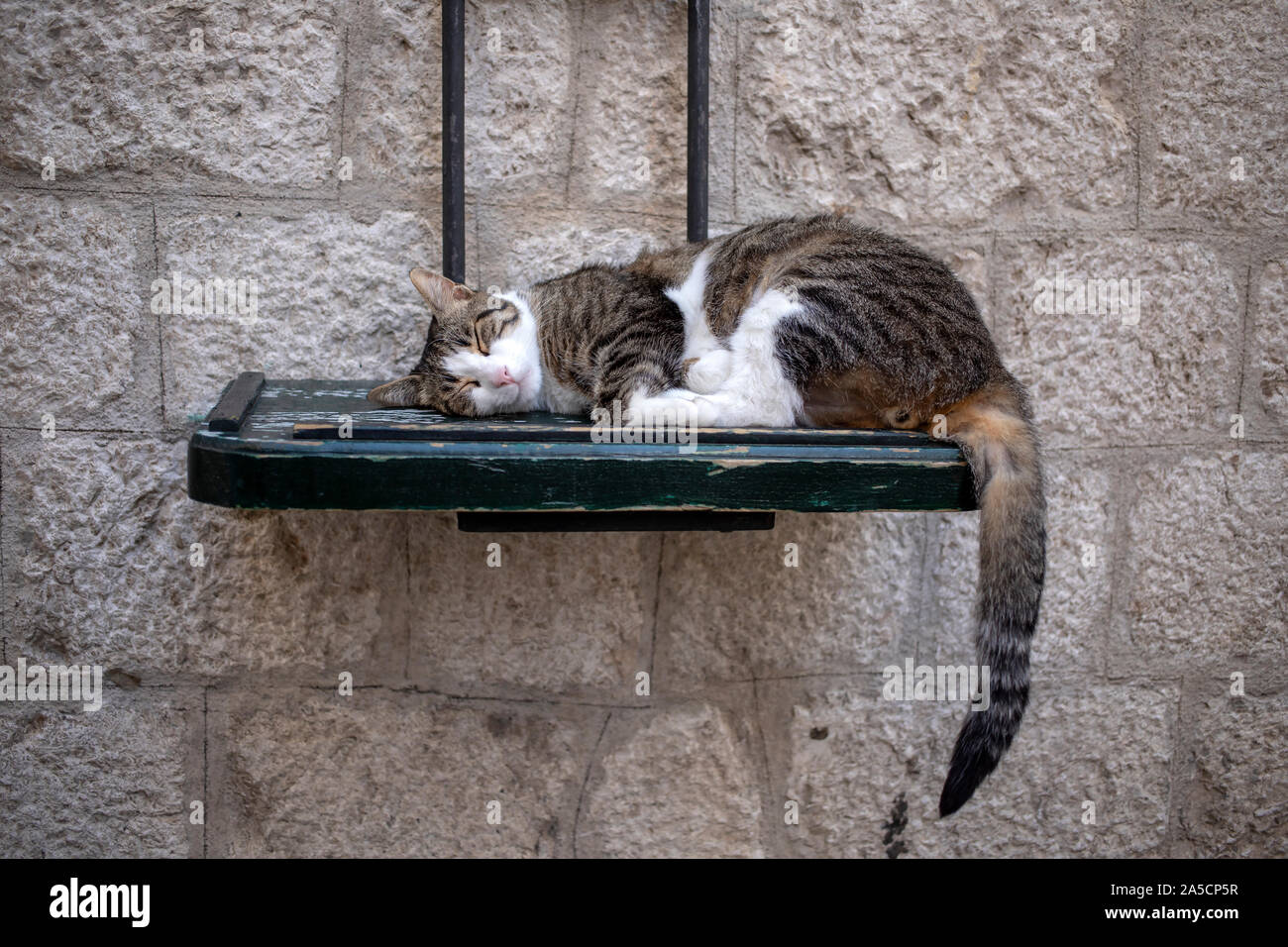 Ein Katzenschlaf auf einem Holzregal, das an der Steinwand befestigt ist Stockfoto