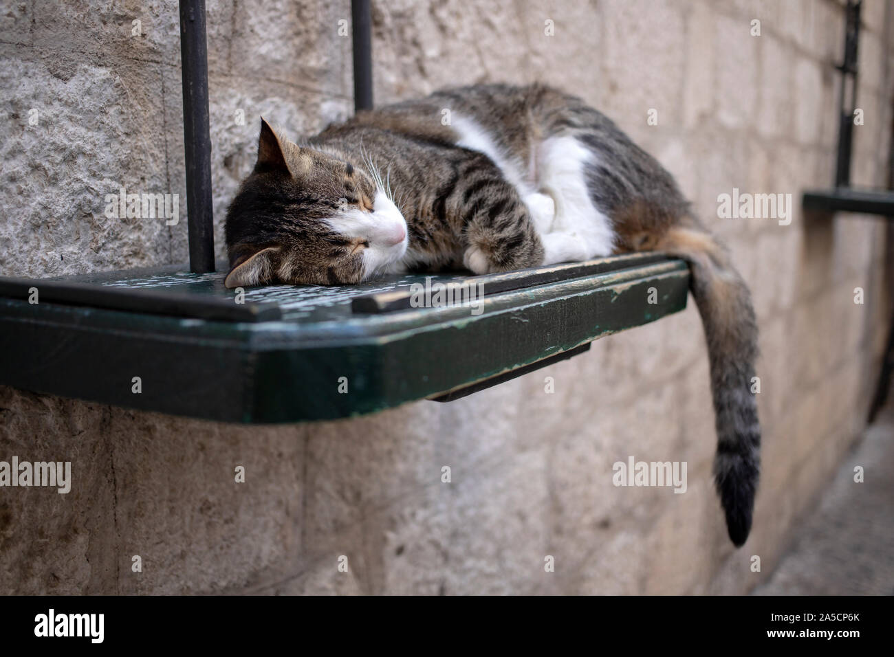 Ein Katzenschlaf auf einem Holzregal, das an der Steinwand befestigt ist Stockfoto