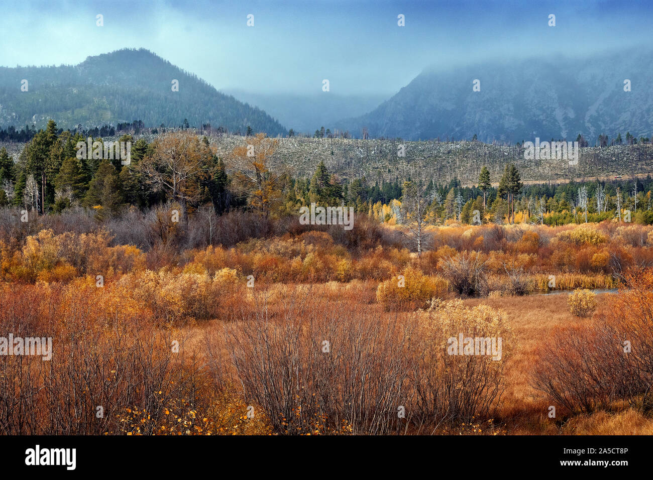 Wiese im Herbst South Lake Tahoe, Kalifornien, USA Stockfoto
