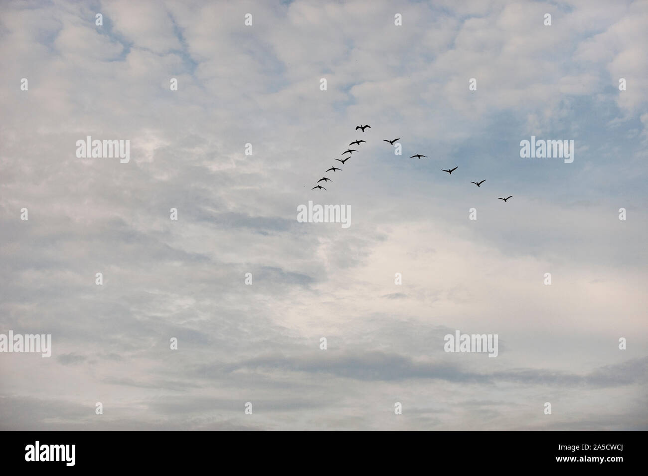 Vögel bilden V-Form Energie in langen Flug reisen zu speichern. Stockfoto