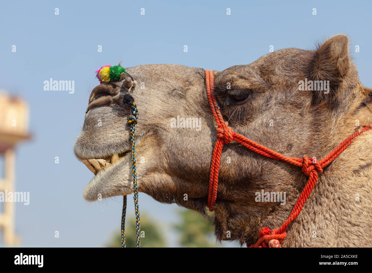 Kamelmesse in Indien Stockfoto