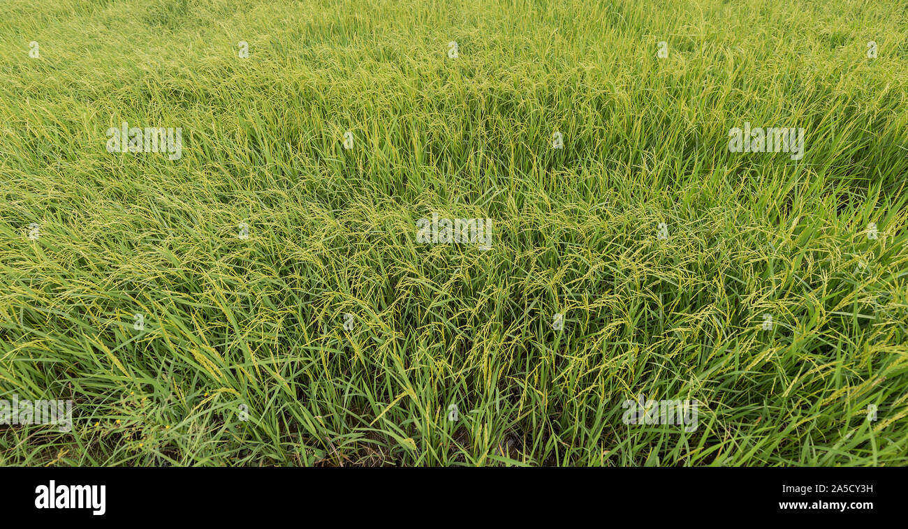 Ausgewachsene Reis im Reisfeld, Northern Thailand. Stockfoto