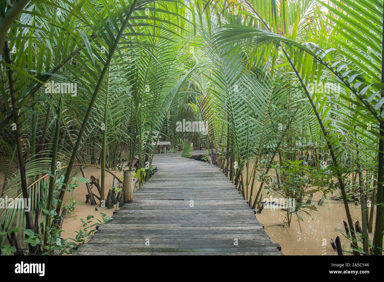 Holzpfad zwischen der Nypa-Palme (Ton Jak) in Südthailand. Stockfoto
