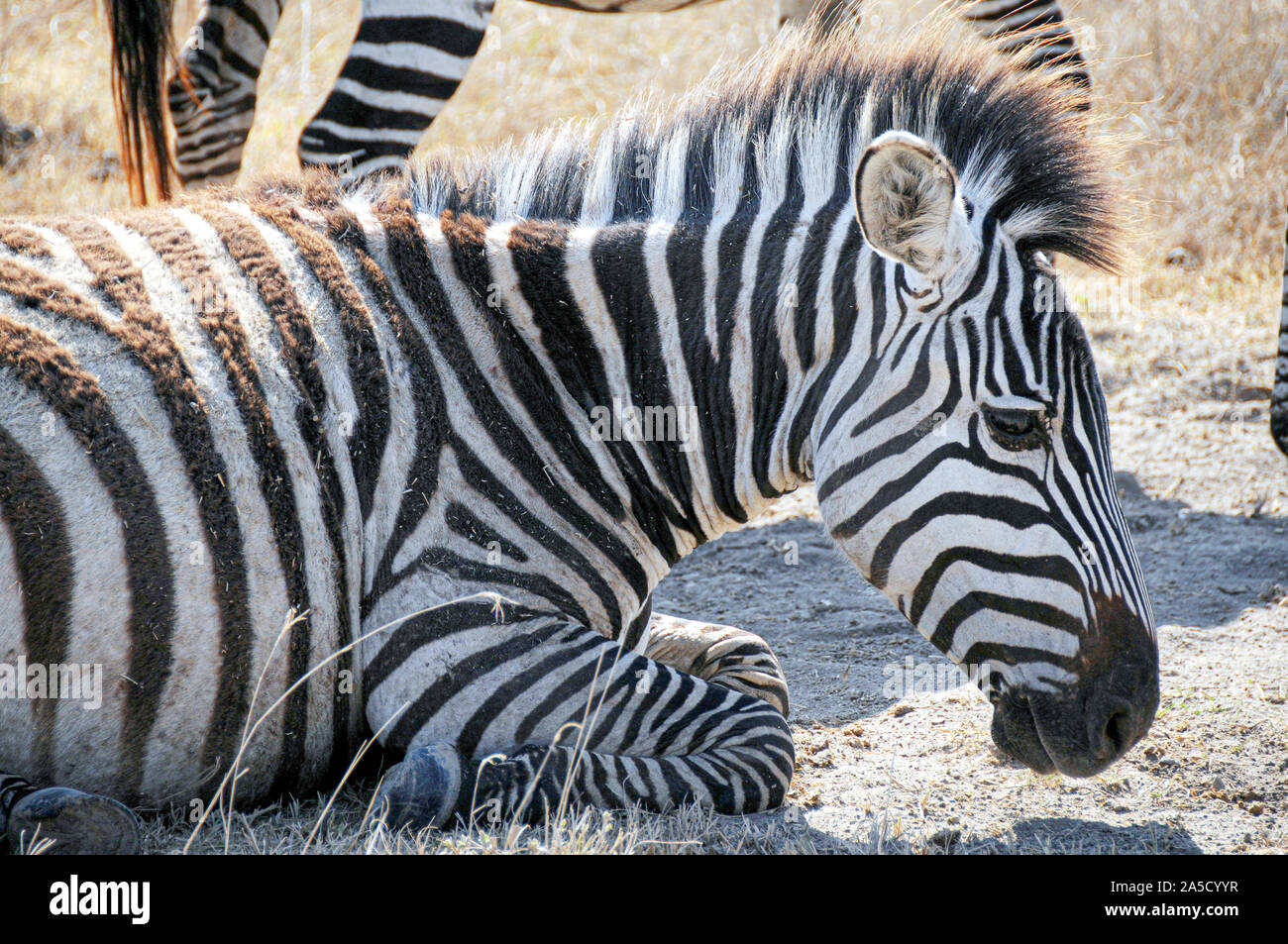 Die wilden Zebras in der Savanne Gräser, Serengeti, Tansania. Stockfoto