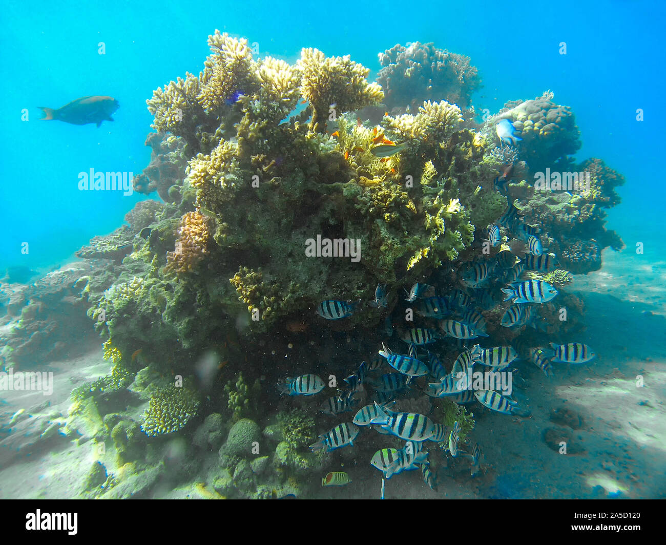 Sergeant Majors (Abudefduf Saxatilis) im Roten Meer Stockfoto