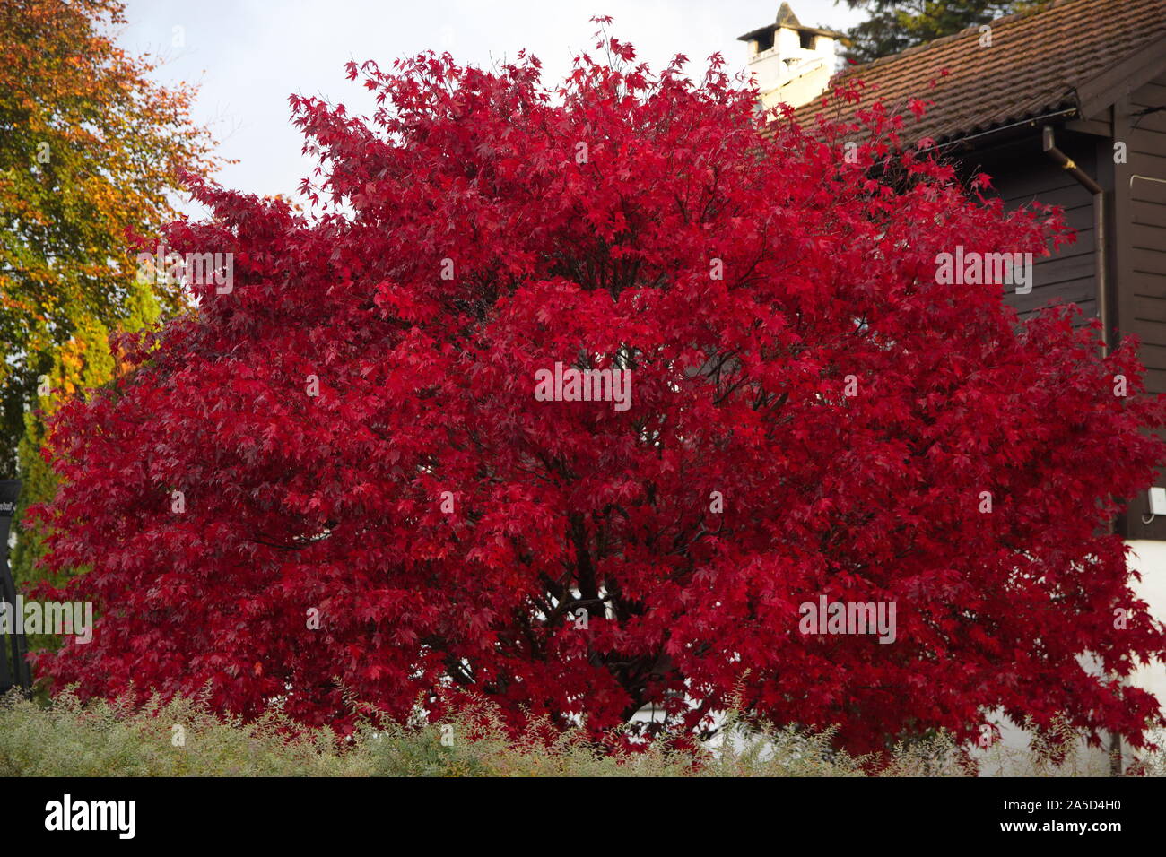 Herbstfarben von Bergen Stockfoto