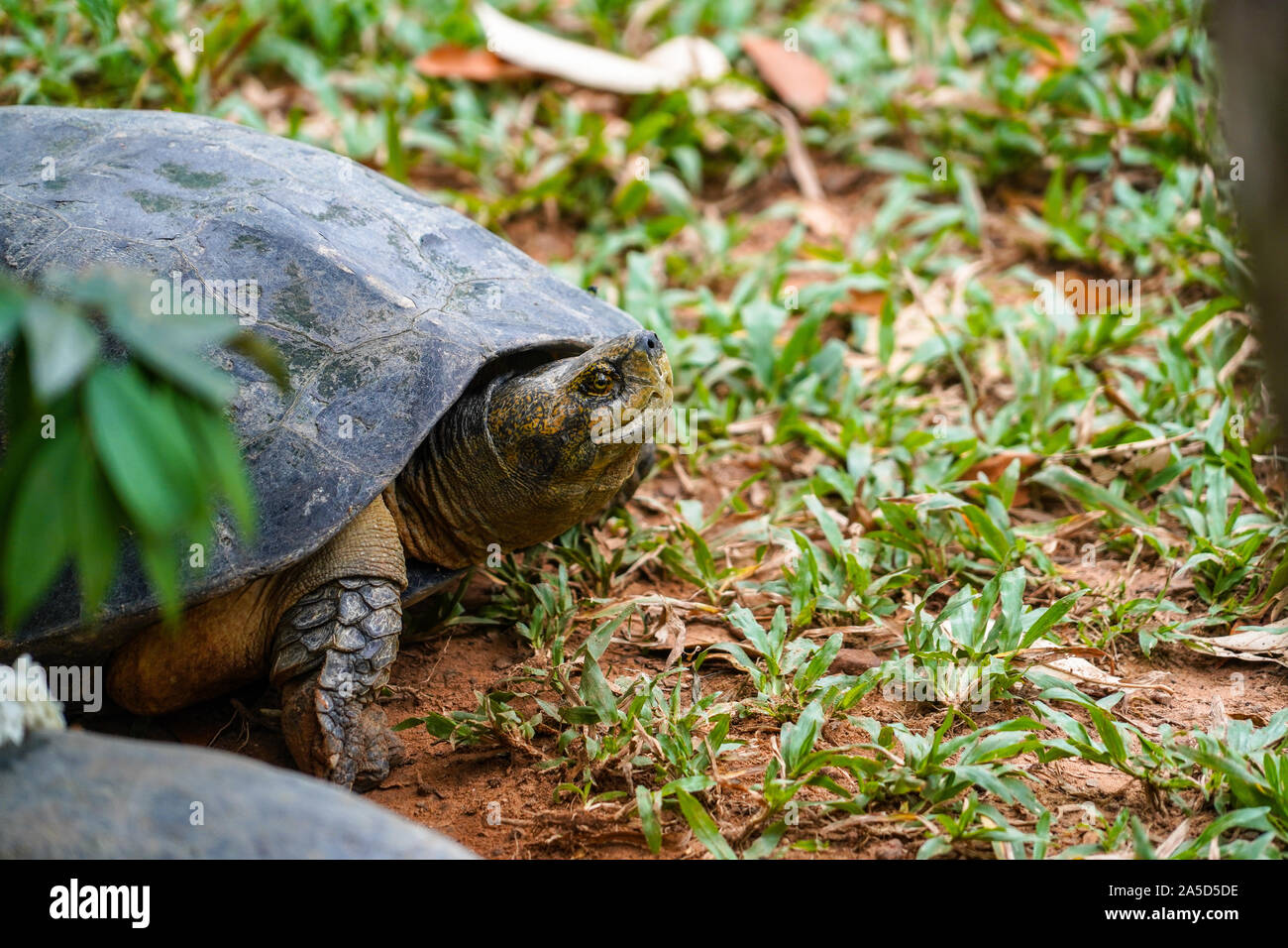Eine wilde alte Schildkröte close up im Zoo in Phu Quoc, Vietnam Stockfoto