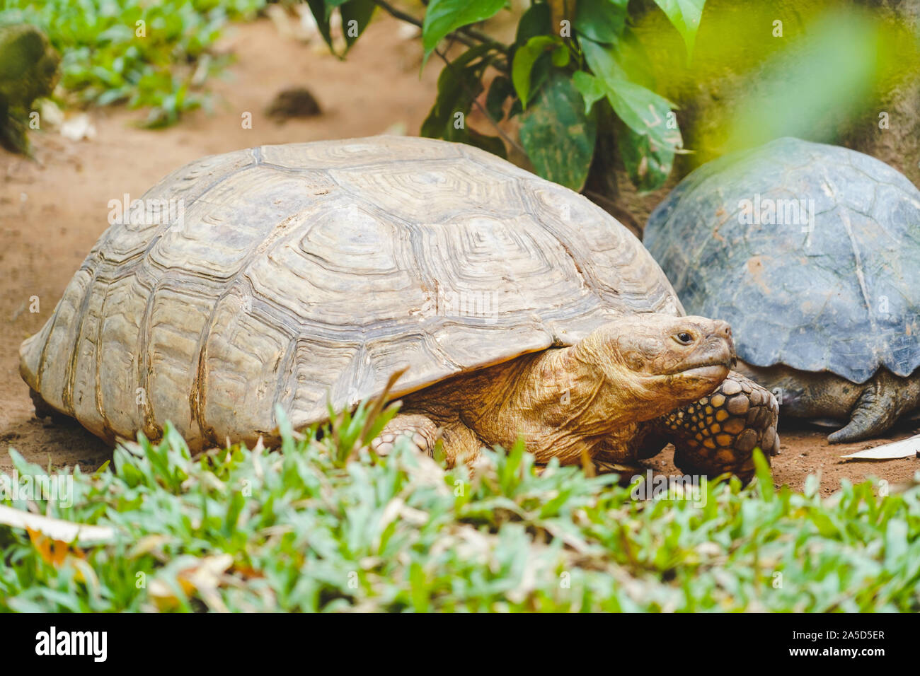 Eine wilde alte Schildkröte close up im Zoo in Phu Quoc, Vietnam Stockfoto