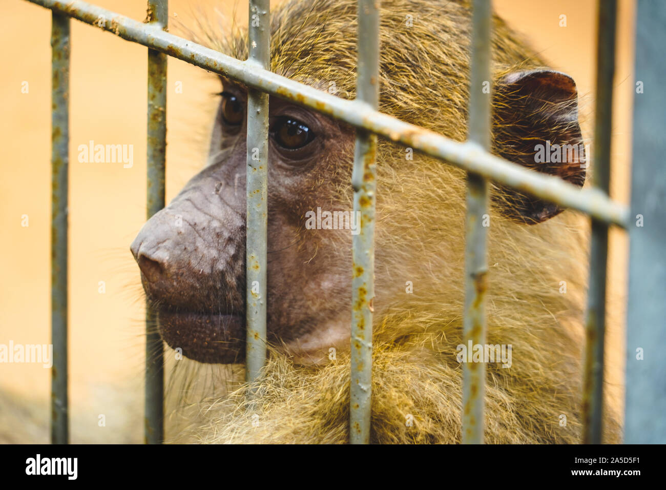 Ein wilder Affe hinter dem Zaun in den Zoo. Stockfoto