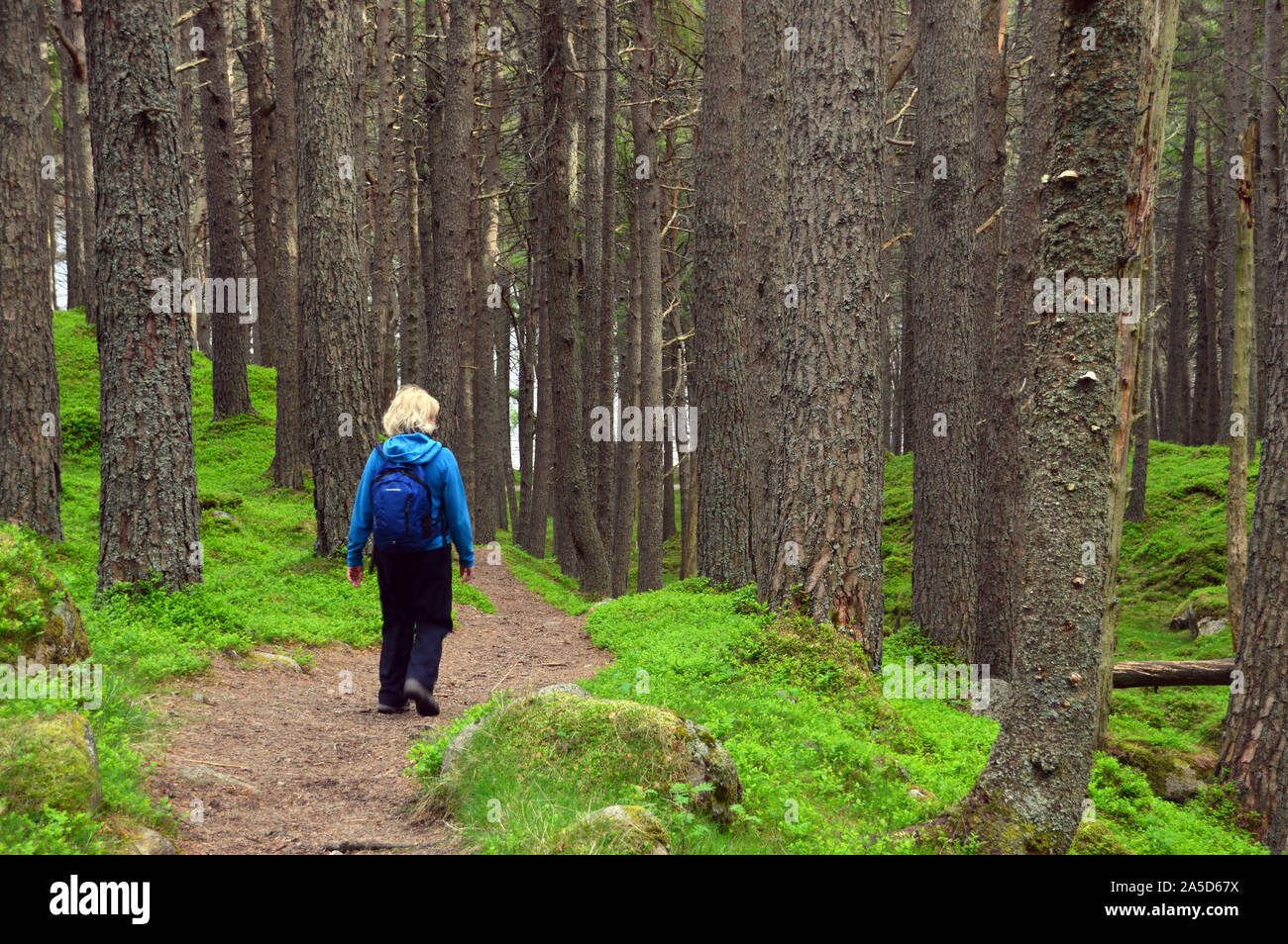Frau zu Fuß in den Wäldern in der Nähe von Glas - Allt-shiel nach dem Erklimmen der Schottischen Berge Munro Lochnagar, Glen Muick, Cairngorms National Park, Schottland. Stockfoto