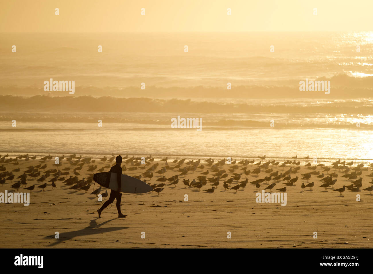 Surfer, Surfbrett auf einem Strand voller Möwen Stockfoto