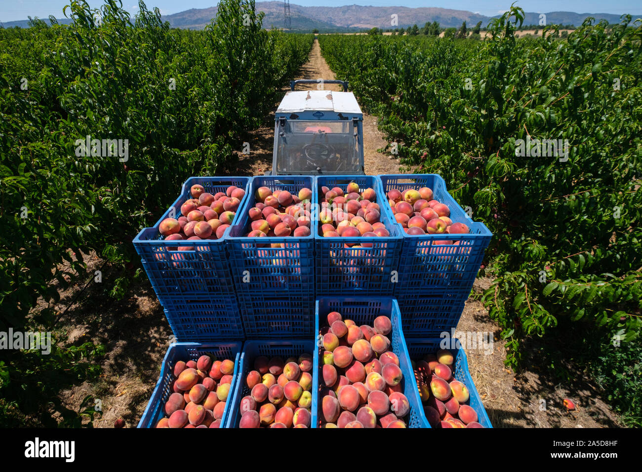 Traktor mit Kisten voller Früchte auf einem Peach Orchard Stockfoto