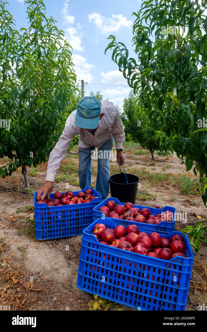 Menschen Kommissionierung Obst auf einem Obstgarten Stockfoto