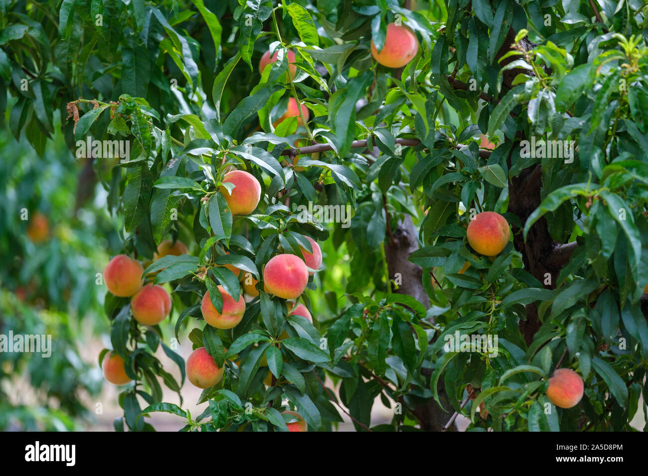 Pfirsichbäume in einem Obstgarten in der Region Cova da Beira, Zentralportugal, Europa ...