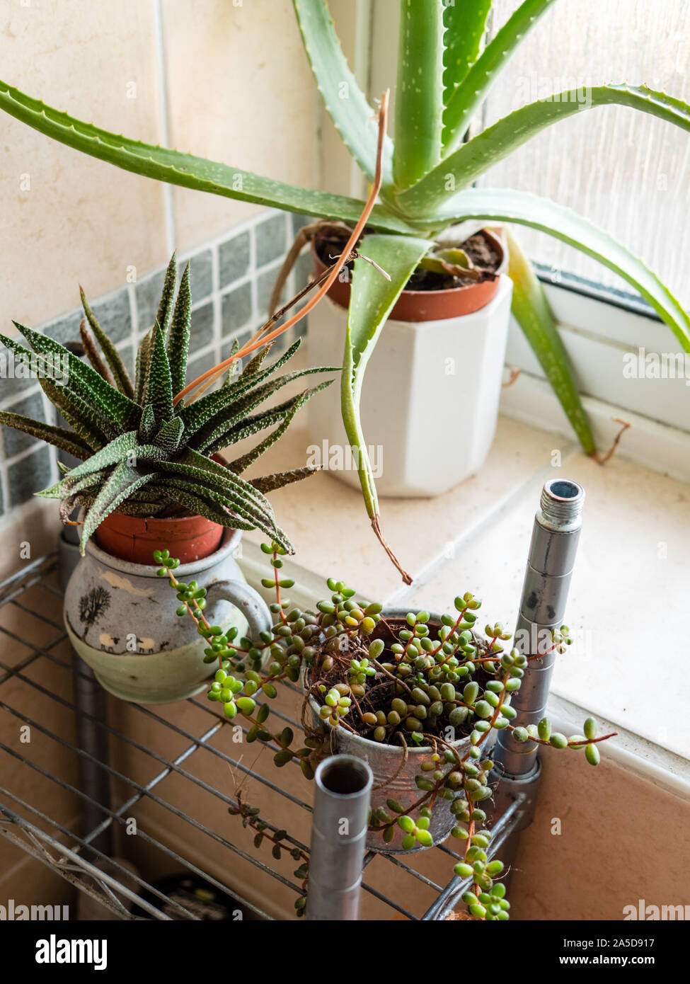Aloe Indica Stockfotos Und Bilder Kaufen Alamy