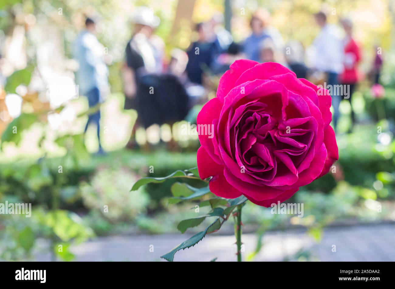 Dunkel rosa Rose auf gefleckten Hintergrund. Picknick in der Natur Foto. Stockfoto