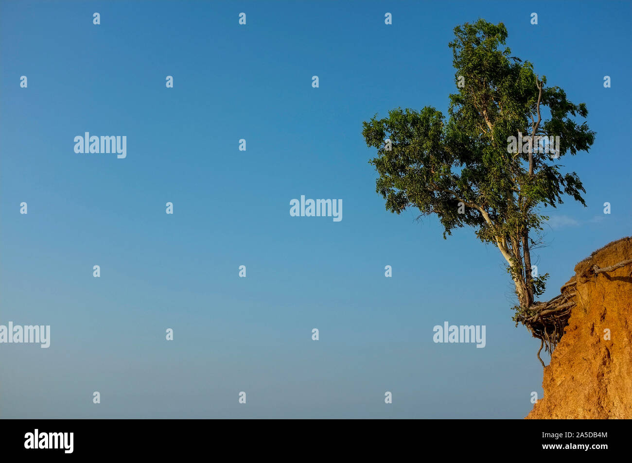 Baum am Rand einer Klippe aufgrund von Erosion, Klimaresistenz Stockfoto
