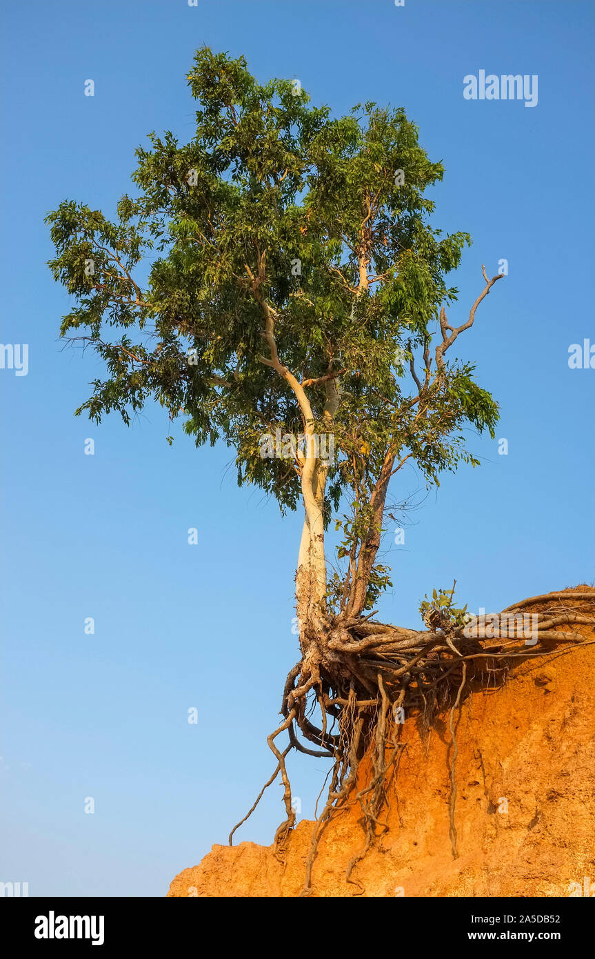 Baum am Rand einer Klippe aufgrund von Erosion, Klimaresistenz Stockfoto