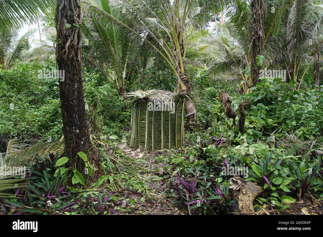 Unauffällig Palm Leaf Outhouse Stockfoto