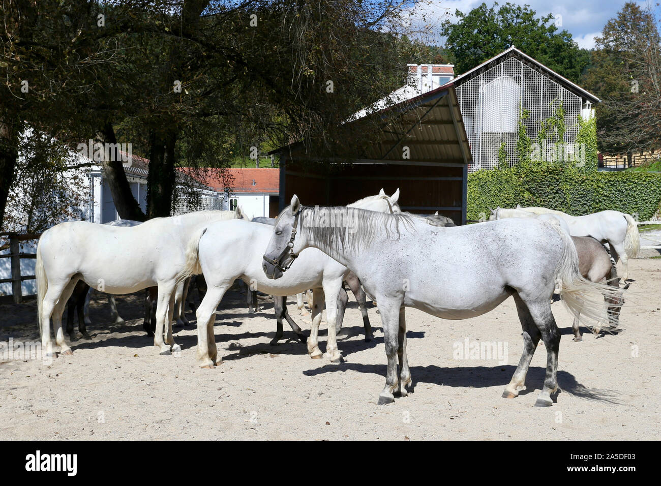 Lipizzaner Stockfotos Und Bilder Kaufen Alamy