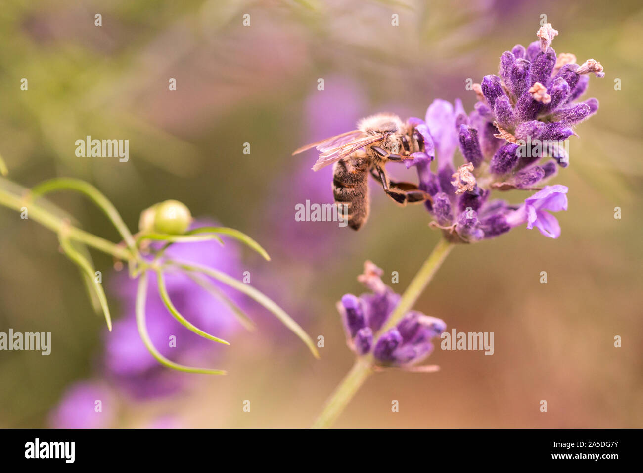 Die bestäubung mit Biene und Lavendel bei Sonnenschein, sonnig Lavendel Stockfoto