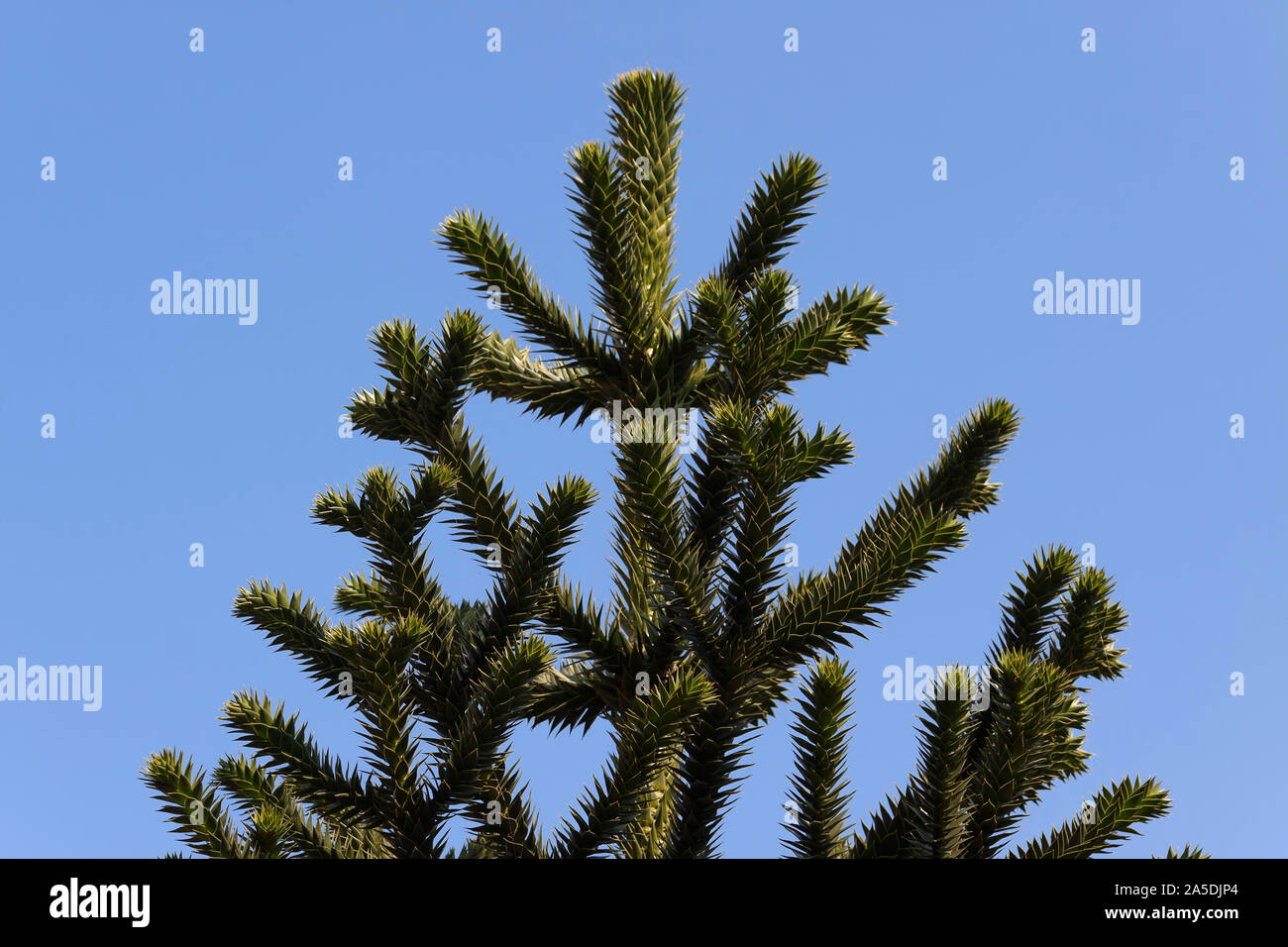 Araucaria in Chile Stockfoto