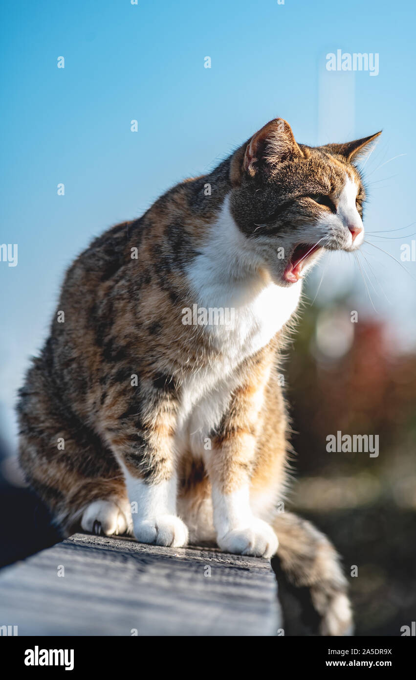 Ein kleines Bild von meiner Katze. Stockfoto