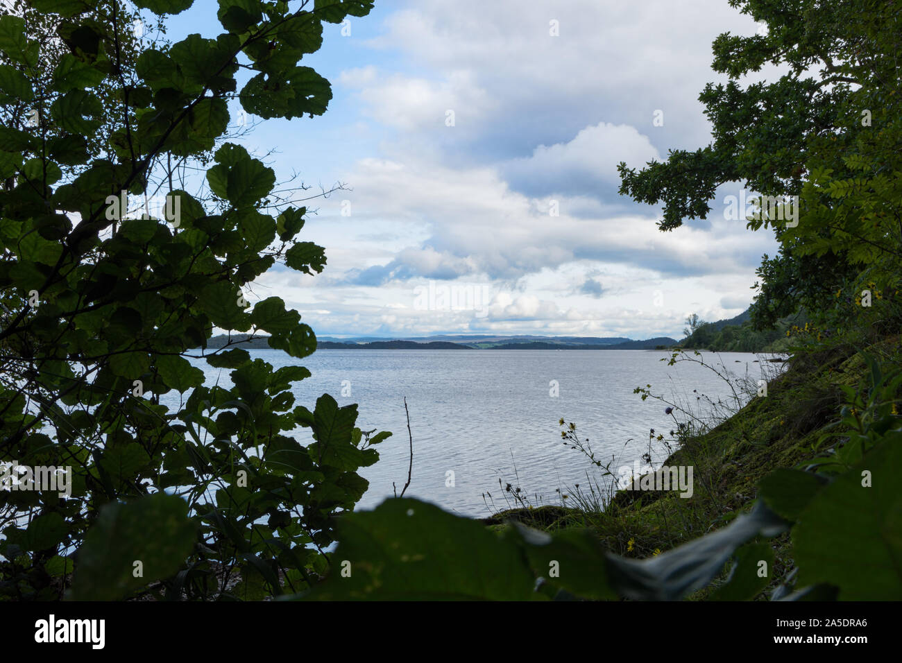 Auf der Suche durch die Bäume über Loch Lomond Stockfoto