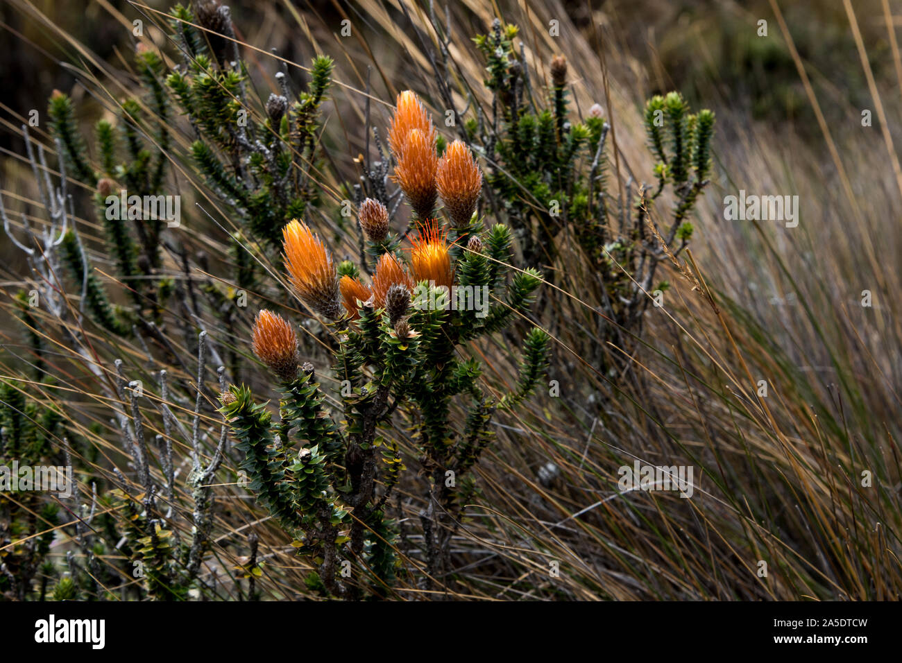 Chuquiraga jussieui Blüte in einer Höhe von mehr als 4000 Meter gegenüber den Vulkan Cotopaxi in Ecuador. Stockfoto
