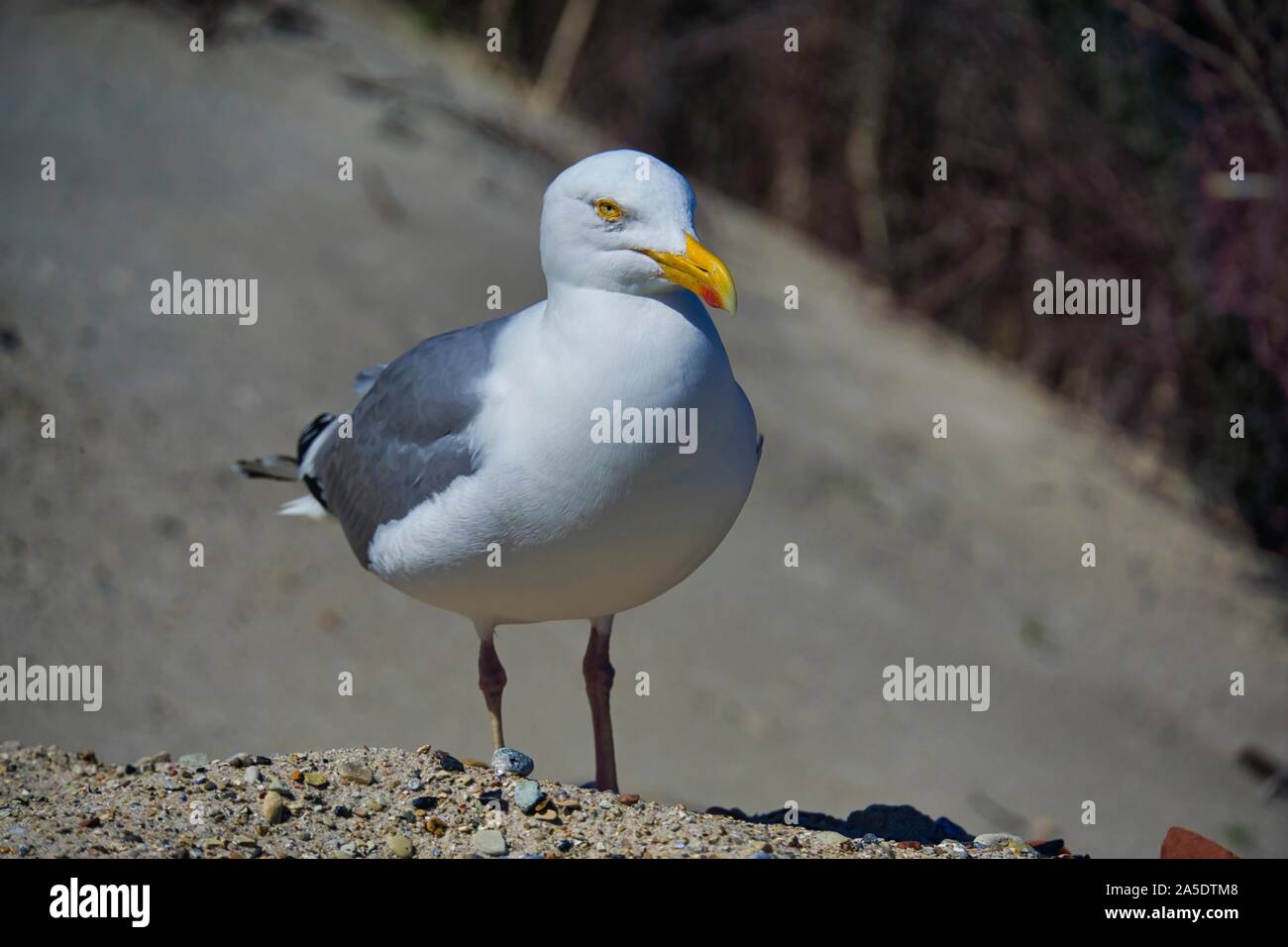 Einheitliche europäische Silbermöwe auf Helgoland - Insel Düne - North Beach - Larus argentatus Stockfoto