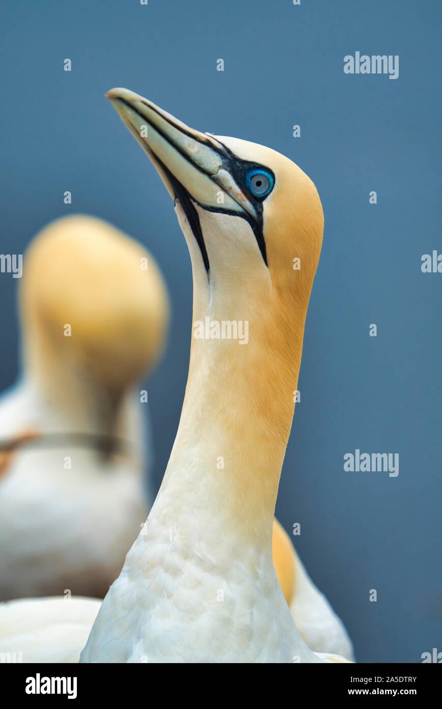 Porträt einer einzigen nördlichen Garnet auf dem roten Felsen - Insel Helgoland Stockfoto