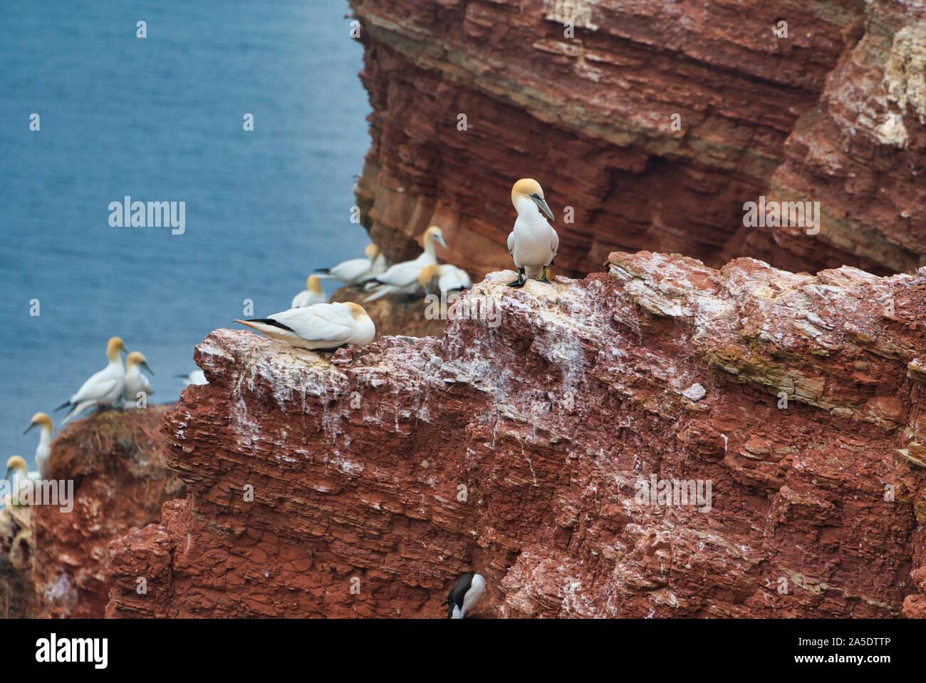 Kolonie der nördlichen Garnet auf dem roten Felsen - Insel Helgoland Stockfoto