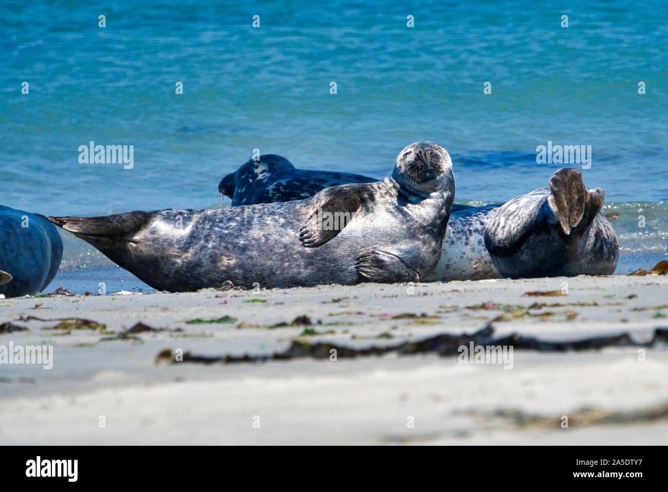 Wijd Grau Dichtung am North Beach von Helgoland - Insel Düne ich - Nordsee - Deutschland Stockfoto