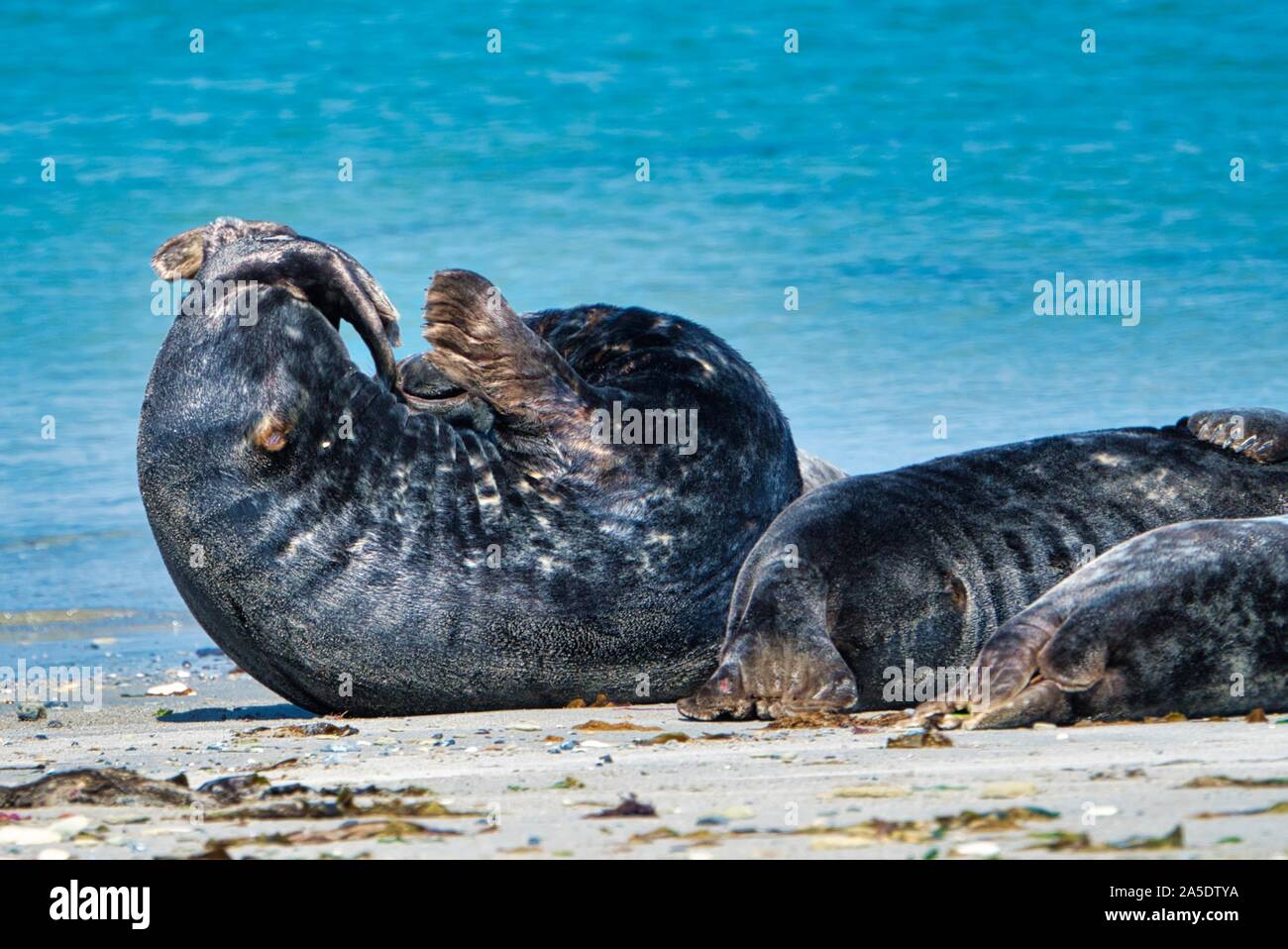 Wijd Grau Dichtung am North Beach von Helgoland - Insel Düne ich - Nordsee - Deutschland Stockfoto