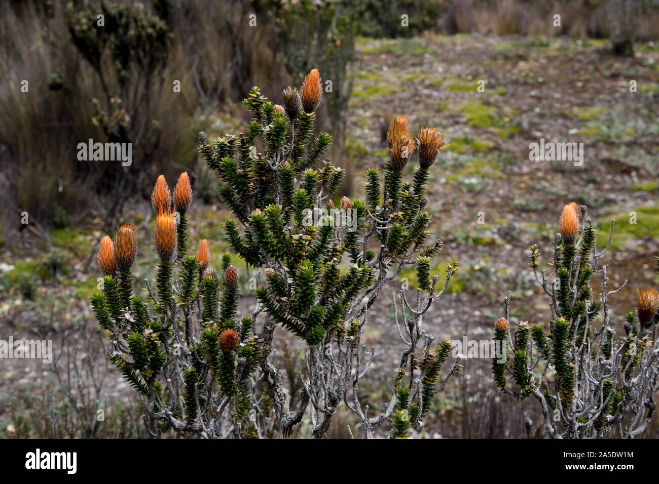 Chuquiraga jussieui Blüte in einer Höhe von mehr als 4000 Meter gegenüber den Vulkan Cotopaxi in Ecuador. Stockfoto