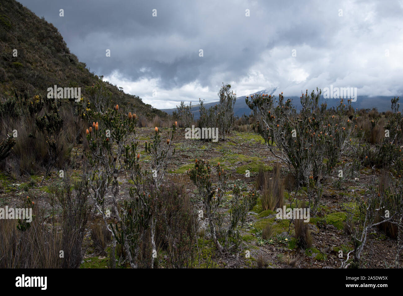 Blume auf Paramo am Cotopaxi Vulkan in Ecuador. Kinder mit dem Paramo am Cotopaxi Vulkan in Ecuador. Stockfoto