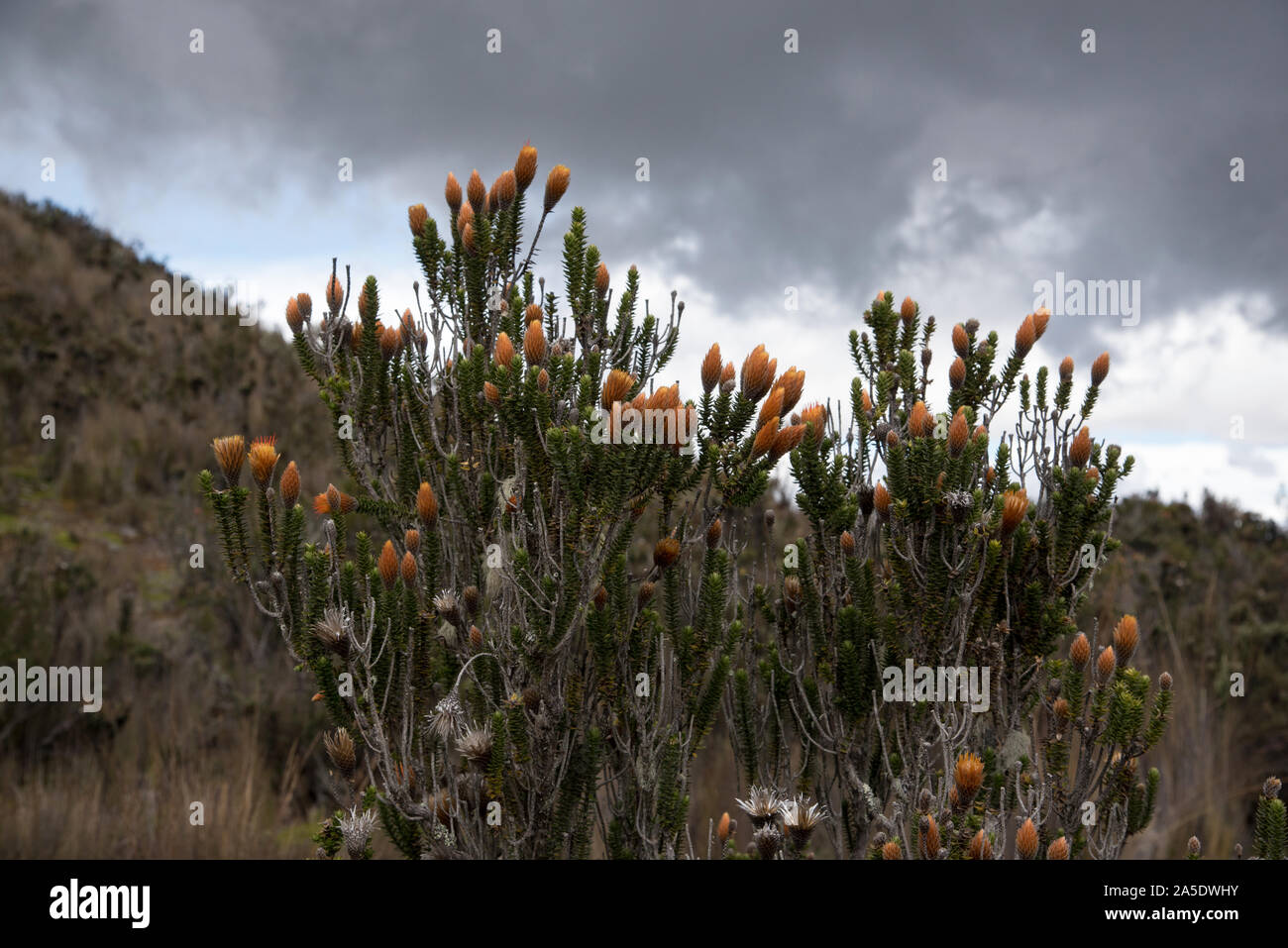 Chuquiraga jussieui Blüte in einer Höhe von mehr als 4000 Meter gegenüber den Vulkan Cotopaxi in Ecuador. Stockfoto