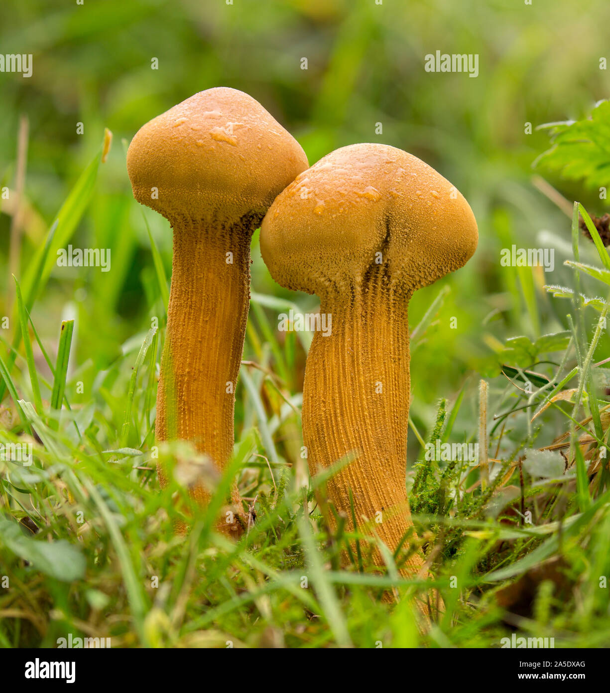 Zwei Pilze, lateinischer Name Phaeolepiota aurea, mit Gras umgeben, nordholländische Dünenreservat, Niederlande Stockfoto