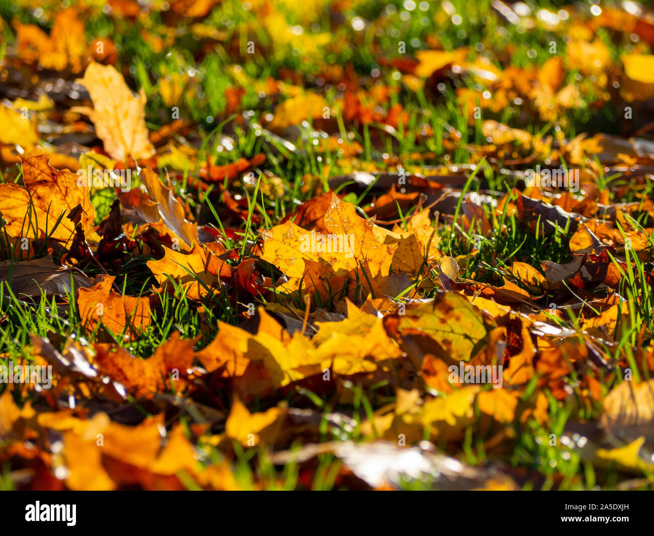 Gefallenen sycamore Blätter mit Hintergrundbeleuchtung bei strahlendem Sonnenschein. Orange und gelbe Blätter fangen das Licht auf die glänzende Gras; eine Studie in der Textur und Herbst Farbe. Stockfoto